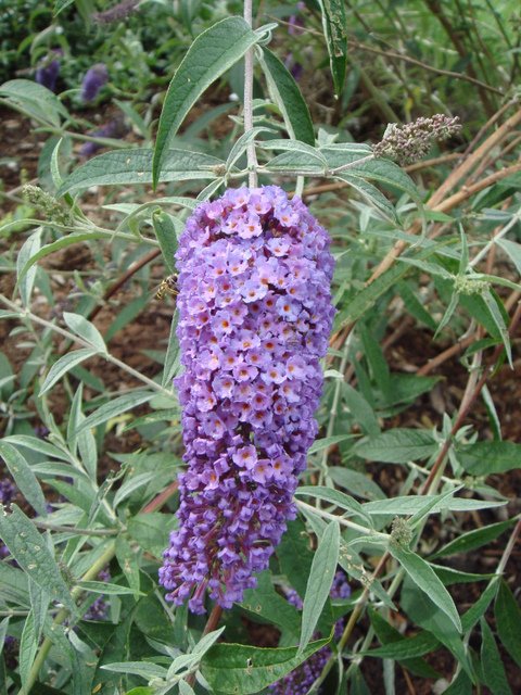 Buddleja davidii 'Lochinch' fleur P4